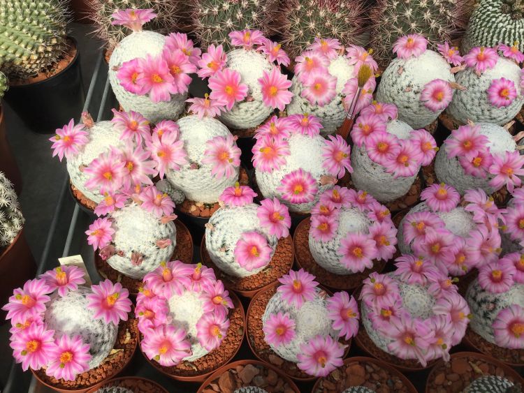 Mammillaria herrerae 750