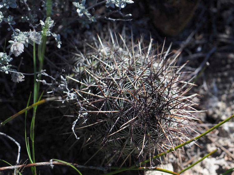 PB079533a SierraZuloaga WP2076 N conoidea ceratistes 750