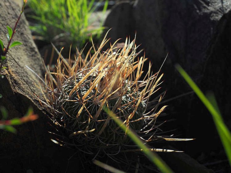 PB079543 SierraZuloaga WP2076 Ef violaciflorus 750
