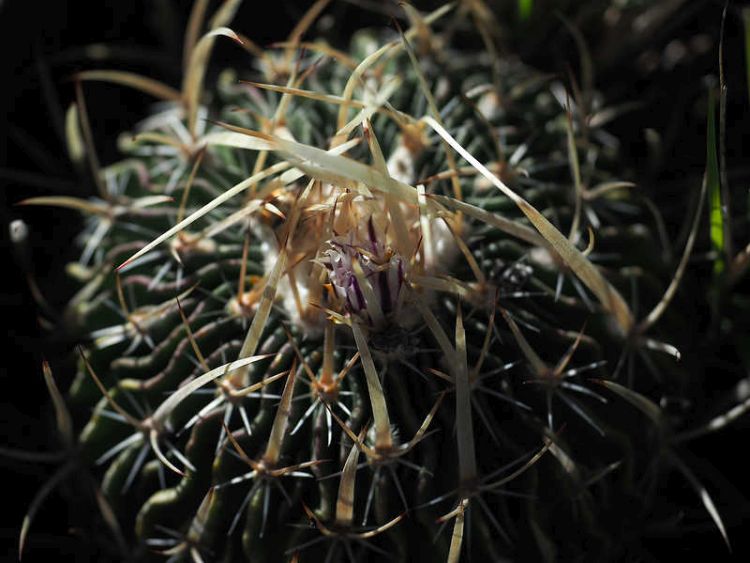 PB079546 SierraZuloaga WP2076 Ef violaciflorus 750