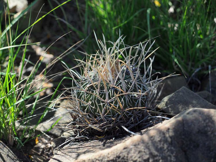 PB079549 SierraZuloaga WP2076 Ef violaciflorus 750