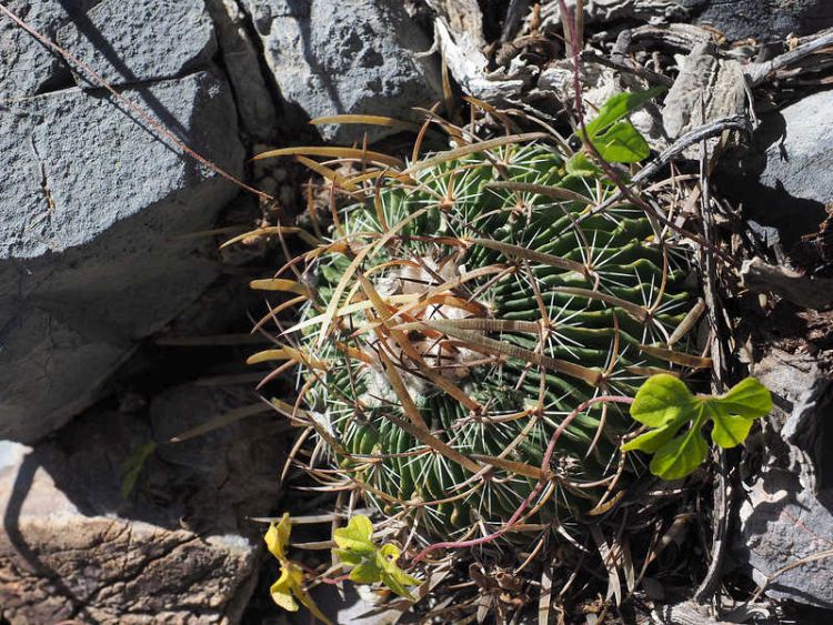 PB079549a SierraZuloaga WP2078 Ef violaciflorus 750
