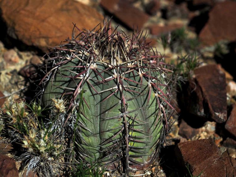 PB079552 SierraZuloaga WP2076 E horizonthalonius 750