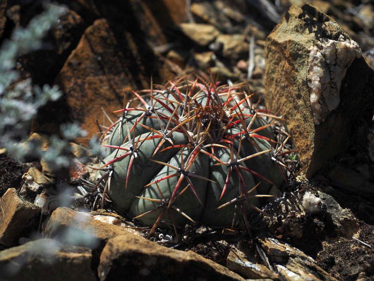 PB079557 SierraZuloaga WP2076 E horizonthalonius 750