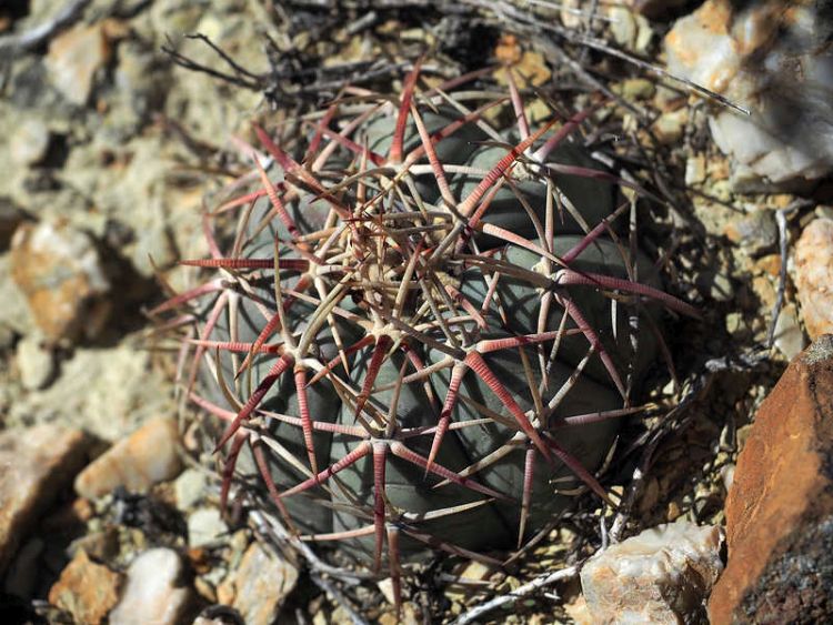 PB079560 SierraZuloaga WP2076 E horizonthalonius 750
