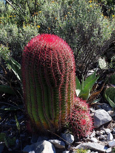 PB079577 SierraZuloaga WP2078 F steinesii 750