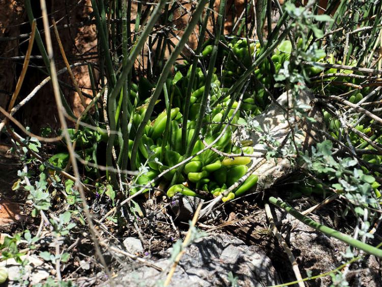 PB079598 SierraZuloaga LosBarrancos WP2081 Sedum 750