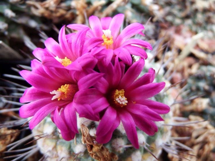 Strombocactus esperanzae 750