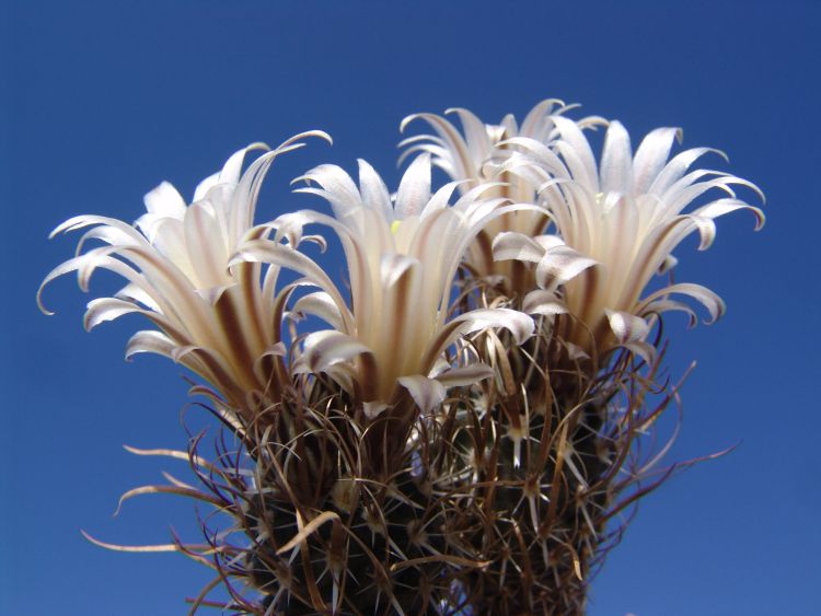 Toumeya papyracantha PP 1971 Texas 750