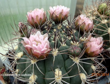image001