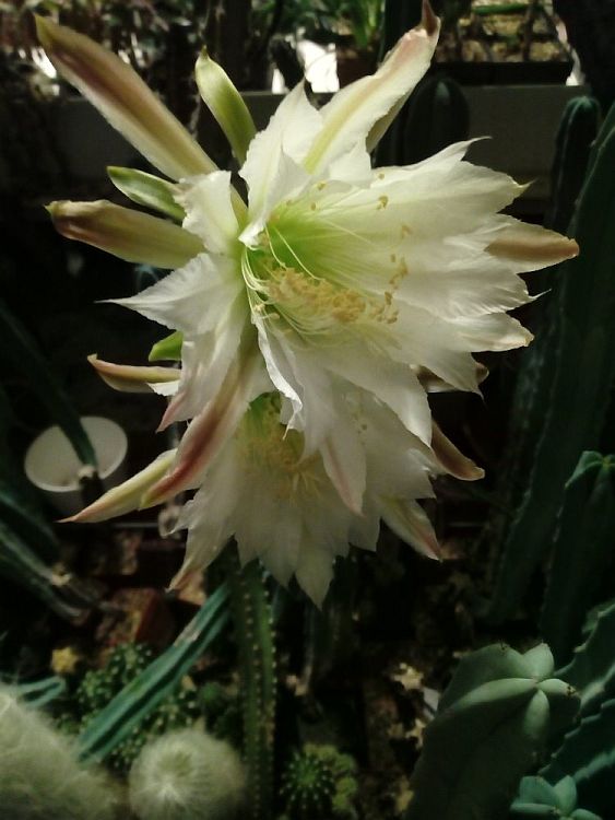 Eriocereus jusbertii