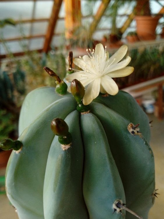 Myrtillocactus geometrizans