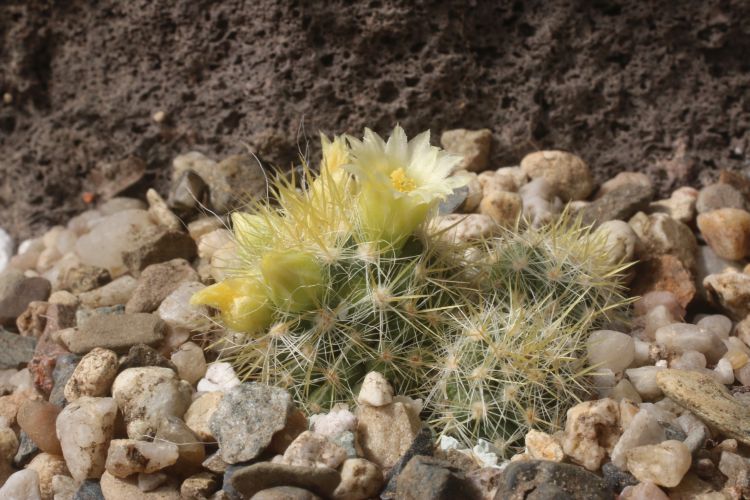 Mammillaria zublerae 2