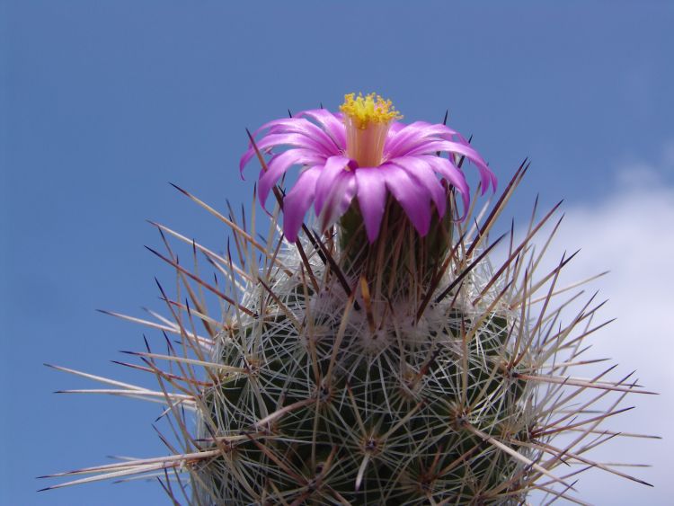 Thelocactus conothelos argenteus Sandia Victoria NL 6 750