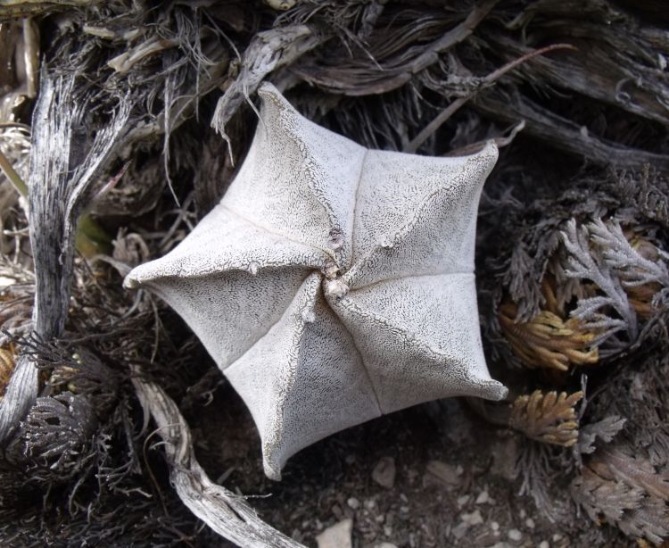 Astrophytum myriostigma ssp columnare PT 450 La Perdida TAM 5 750