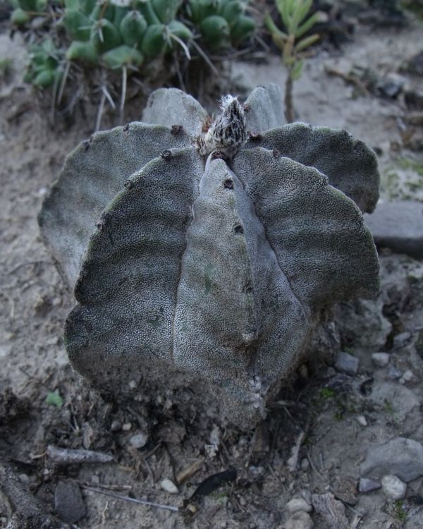 Astrophytum myriostigma subsp tulense PT 246 Mamaleon TAM 8 750