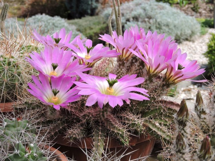 Echinocereus pentalophus 750