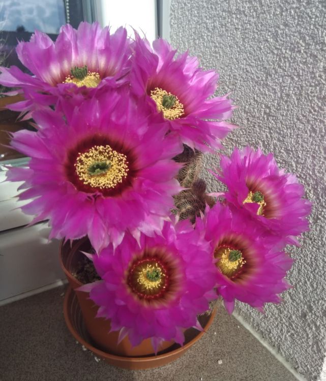 Echinocereus reichenbachii v. baileyi