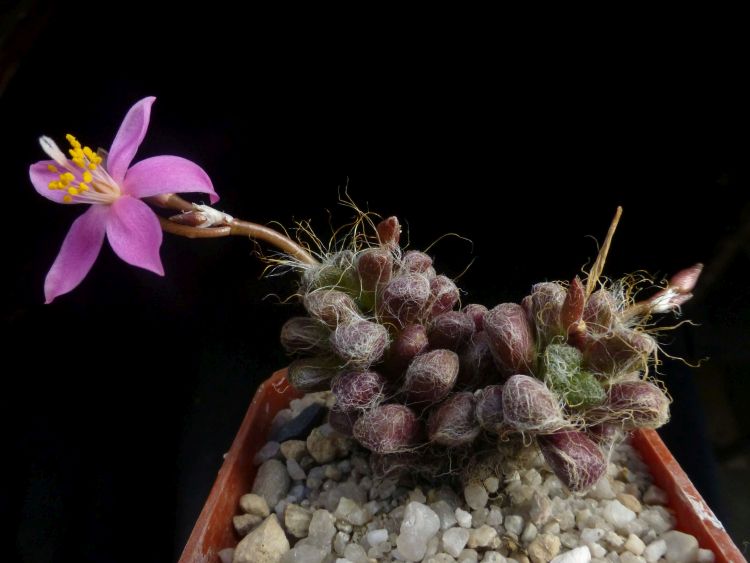 01a Anacampseros albidiflora Prince Albert 750