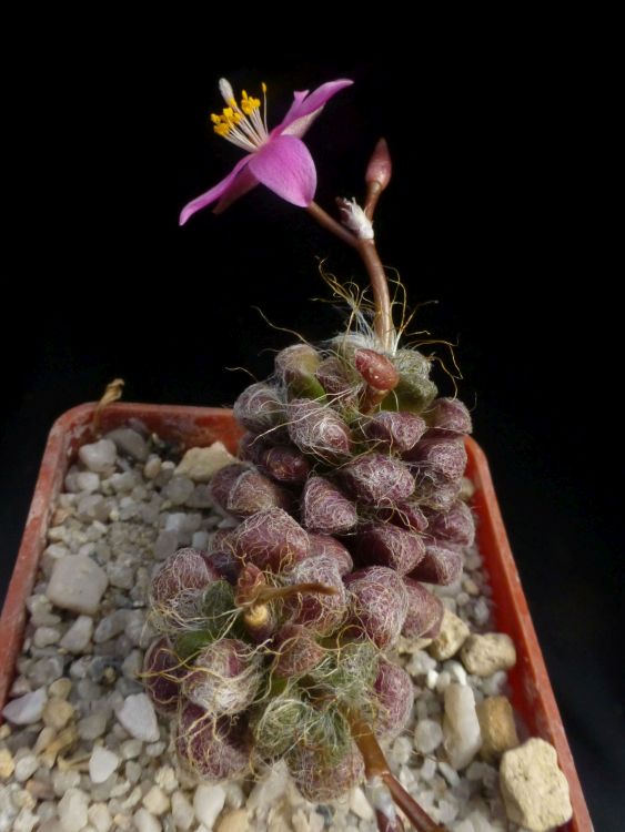 01f A albidiflora Prince Albert 750