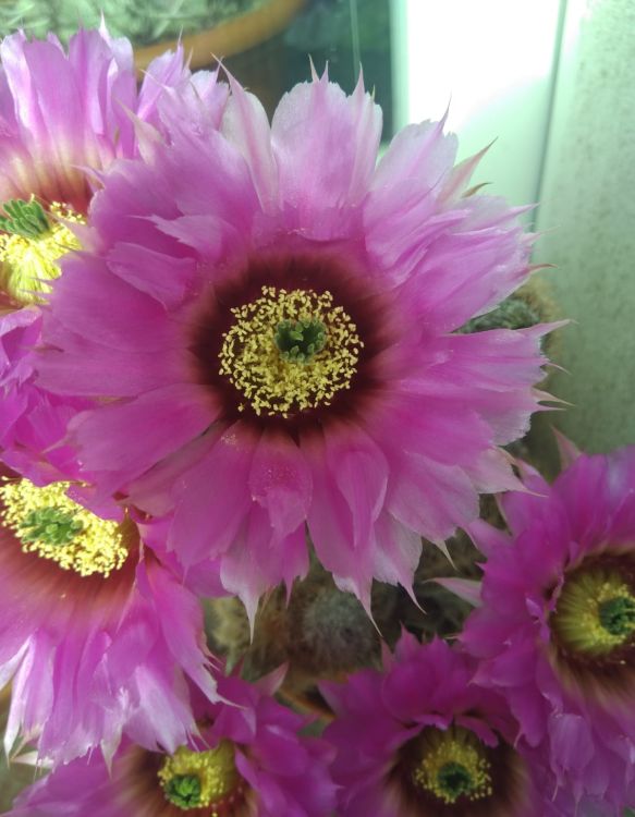 Echinocereus reichenbachii v. baileyi