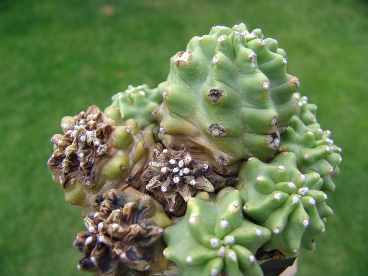 Napadený Echinocereus triglochidiatus var. inermis