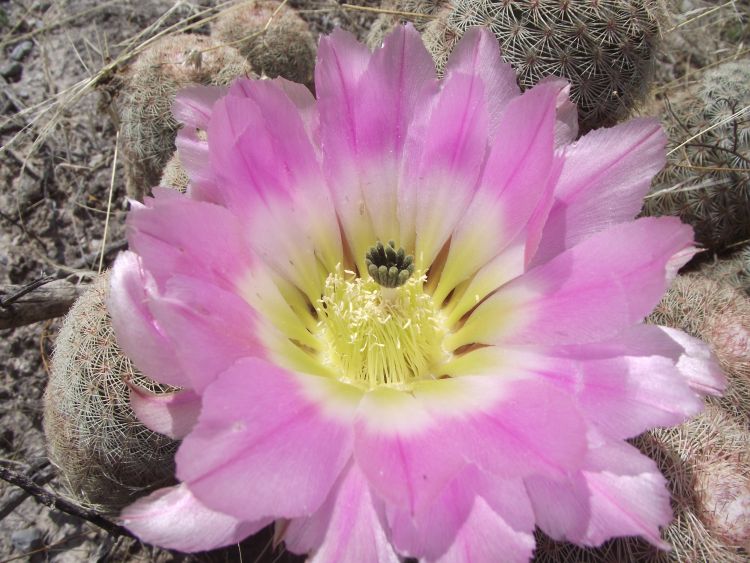 Echinocereus pectinatus spp pectinatus 750