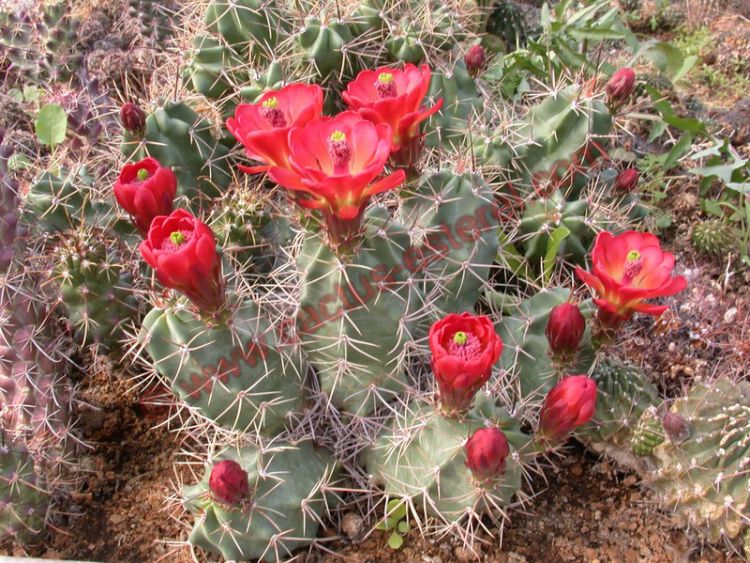Echinocereus triglochidiatus vgonacanthus SB 753