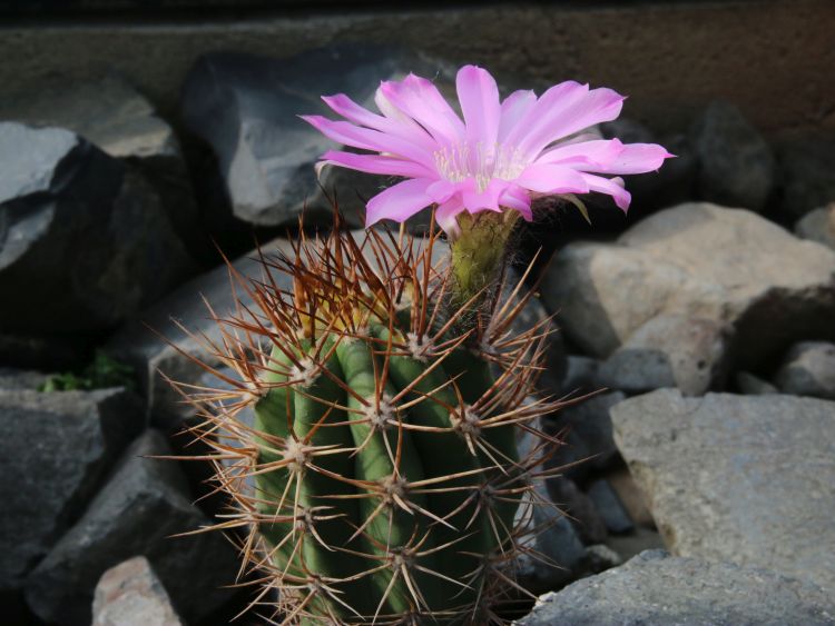 Lobivia caineana