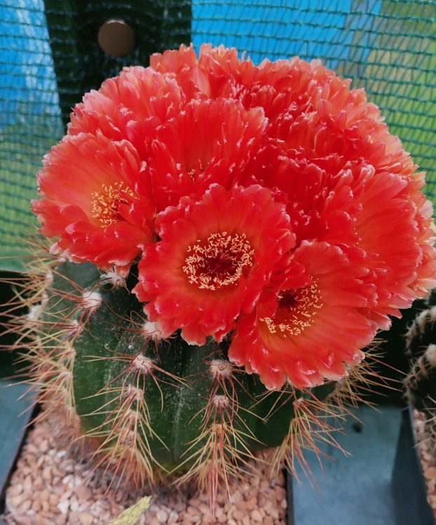 Notocactus ottonis cv. vencluianus