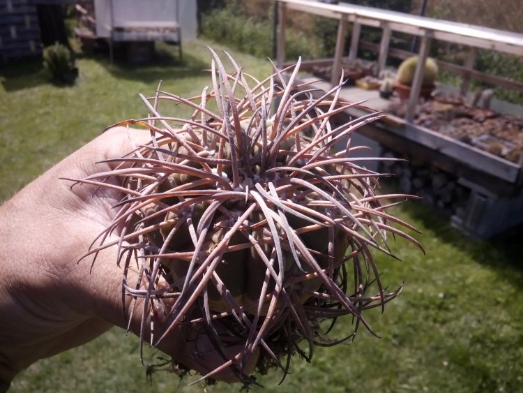 Gymnocalycium spegazzinii