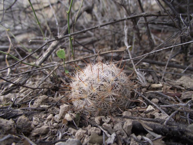 MAmmillaria stella de tacubaya 4 750