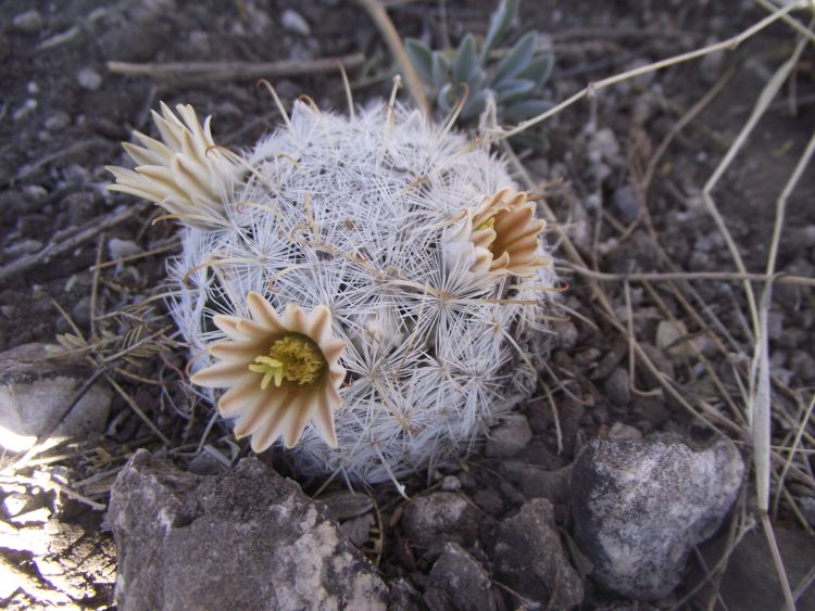 Mammillaria stella de tacubaya 2 750