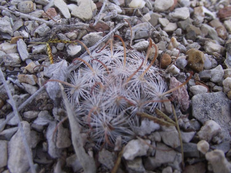 Mammillaria stella de tacubaya 3 750