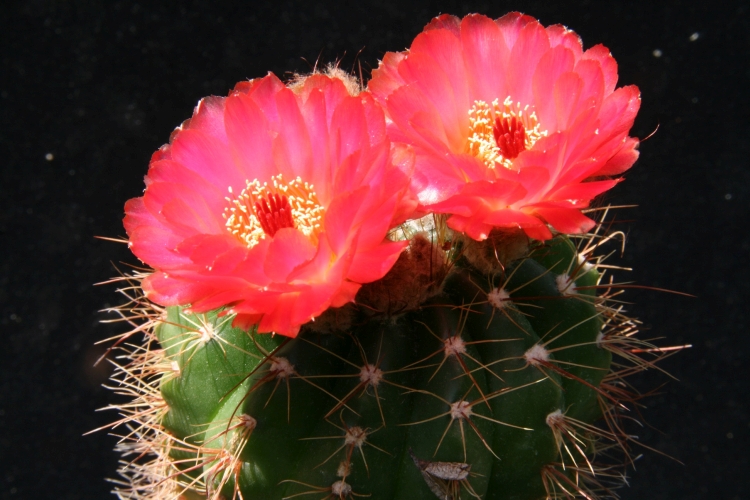 NOTOCACTUS ottonis v vencluianus s kvty s fialovm ndechem 750