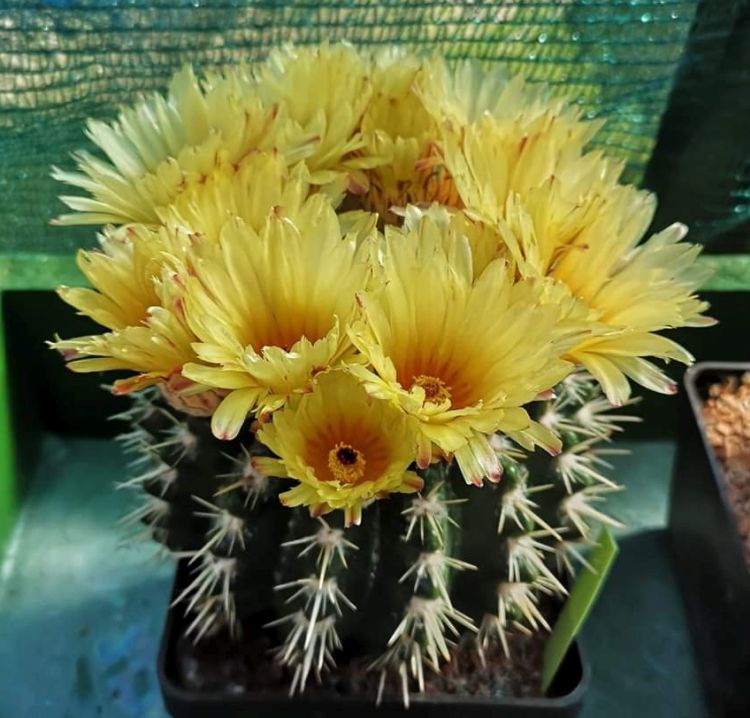 Notocactus mammulosus
