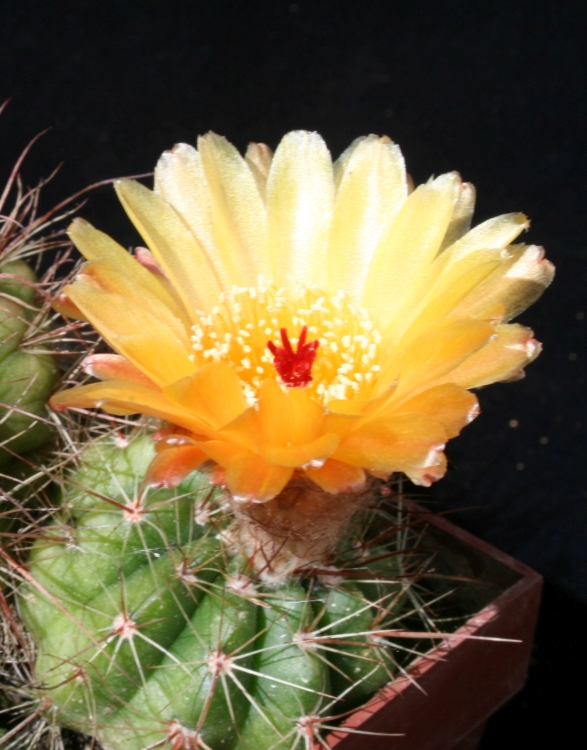 Notocactus ottonis v janousekianus 1 750