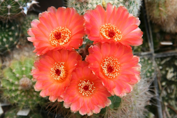 Notocactus ottonis v vencluianus kvete naplno 2 750