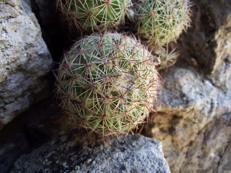 escobaria chihuahuensis 750