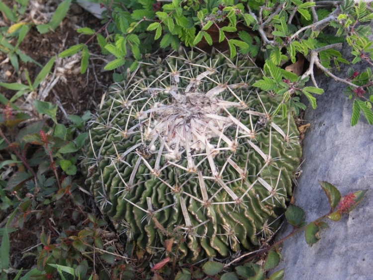 image007 750