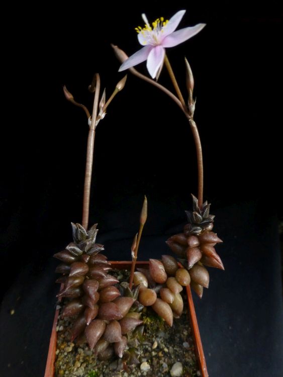 03c Anacampseros arachnoides 2 750