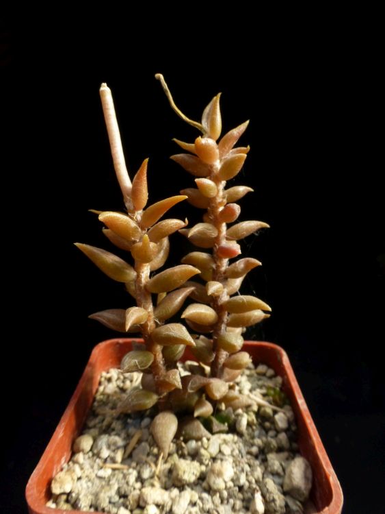 03d Anacampseros arachnoides s dce rostlmi listy 750