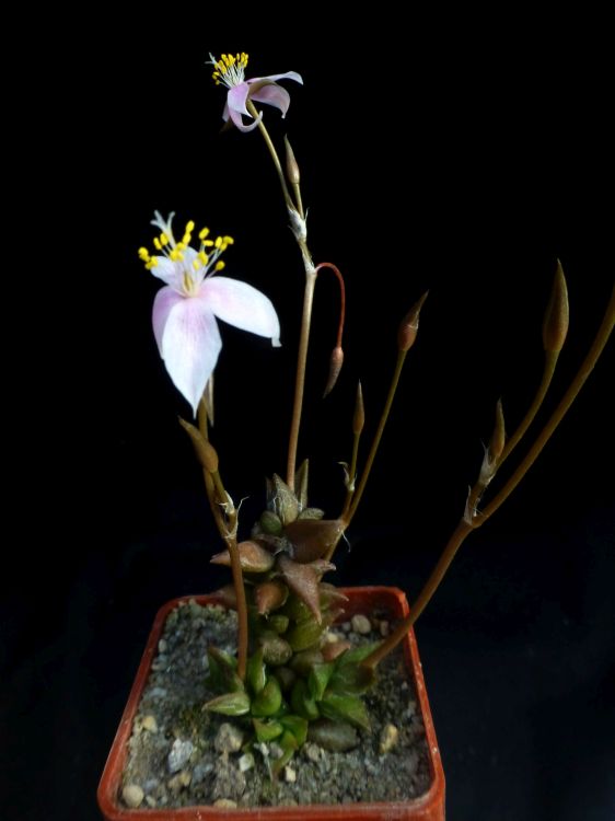 03f Anacampseros arachnoides 750