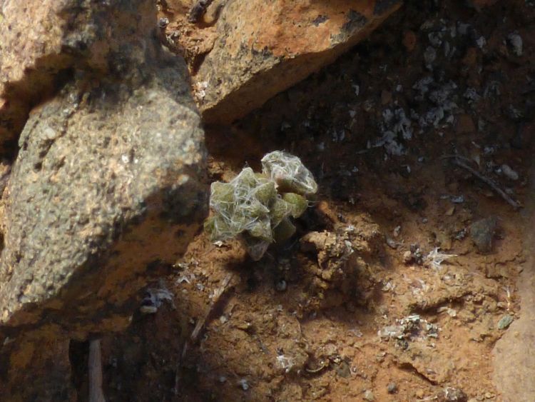 03g Anacampseros aff arachnoides 20 km NWW of Niewoudtville 750