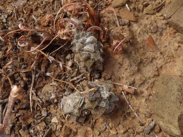 03h Anacampseros aff arachnoides 20 km NWW of Niewoudtville 750