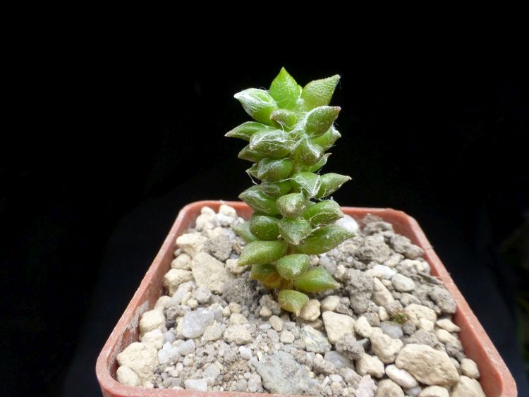 03i A arachnoides Grootfontein Willowmore 750