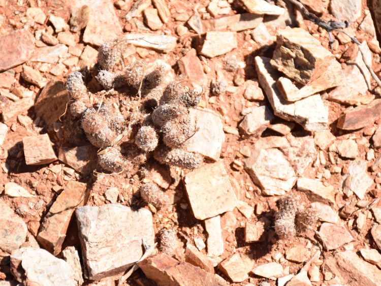 04h A baeseckei Richtersveld 750