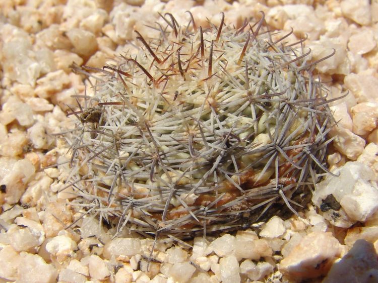 DSC01420 Bartschela shumannii globosa 750