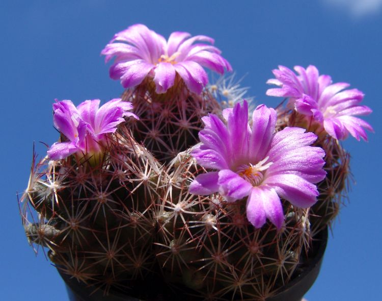 Escobaria hesteri SB 430 1 750