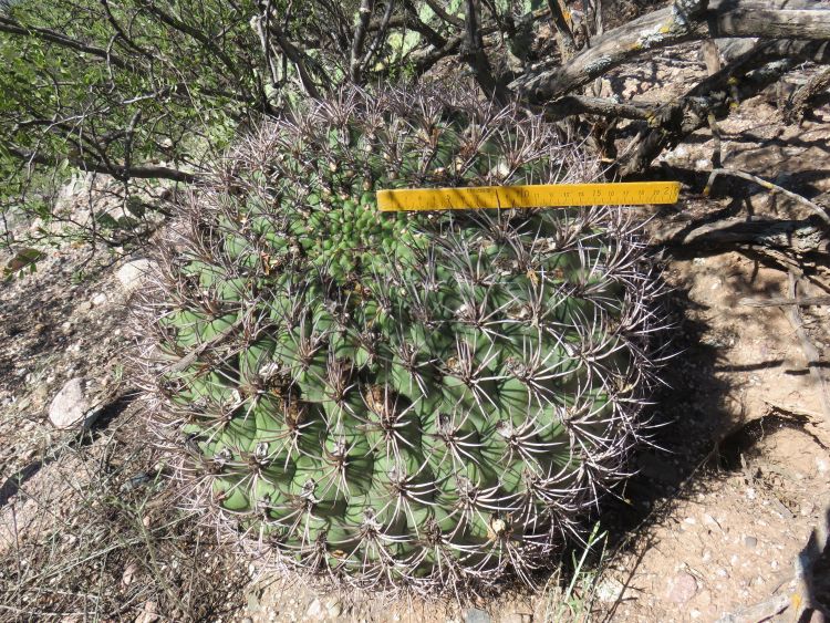 IMG 6315 Gymnocalycium saglionis ASK10861 750